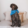 lange bleu grecque à coeurs noirs sur un chien lange bleu grecque à coeurs noirs sur un chien